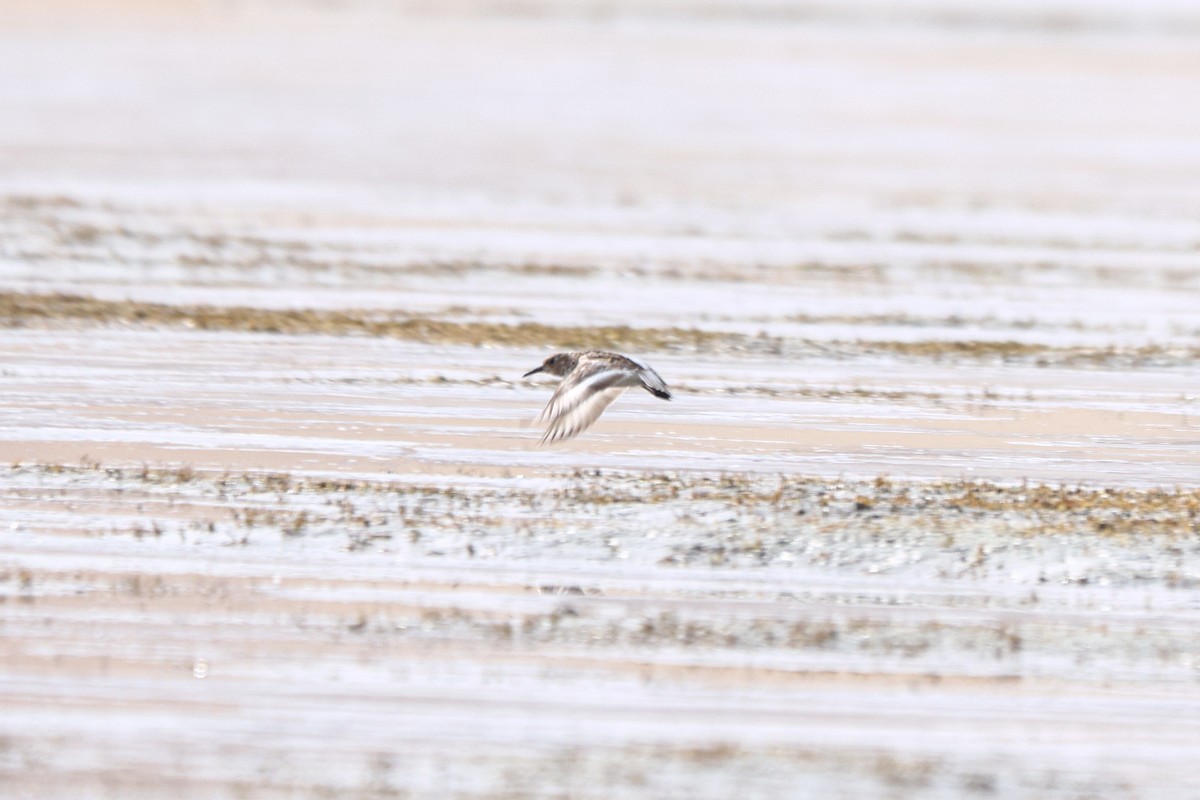 Bécasseau sanderling - ML620056825