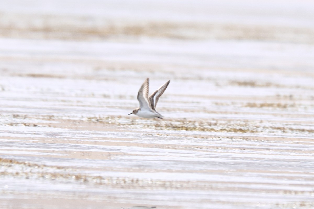 Bécasseau sanderling - ML620056830