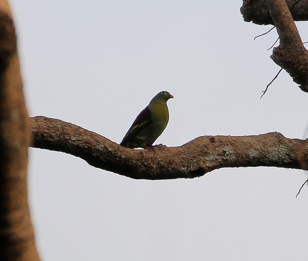 Thick-billed Green-Pigeon - ML620056840