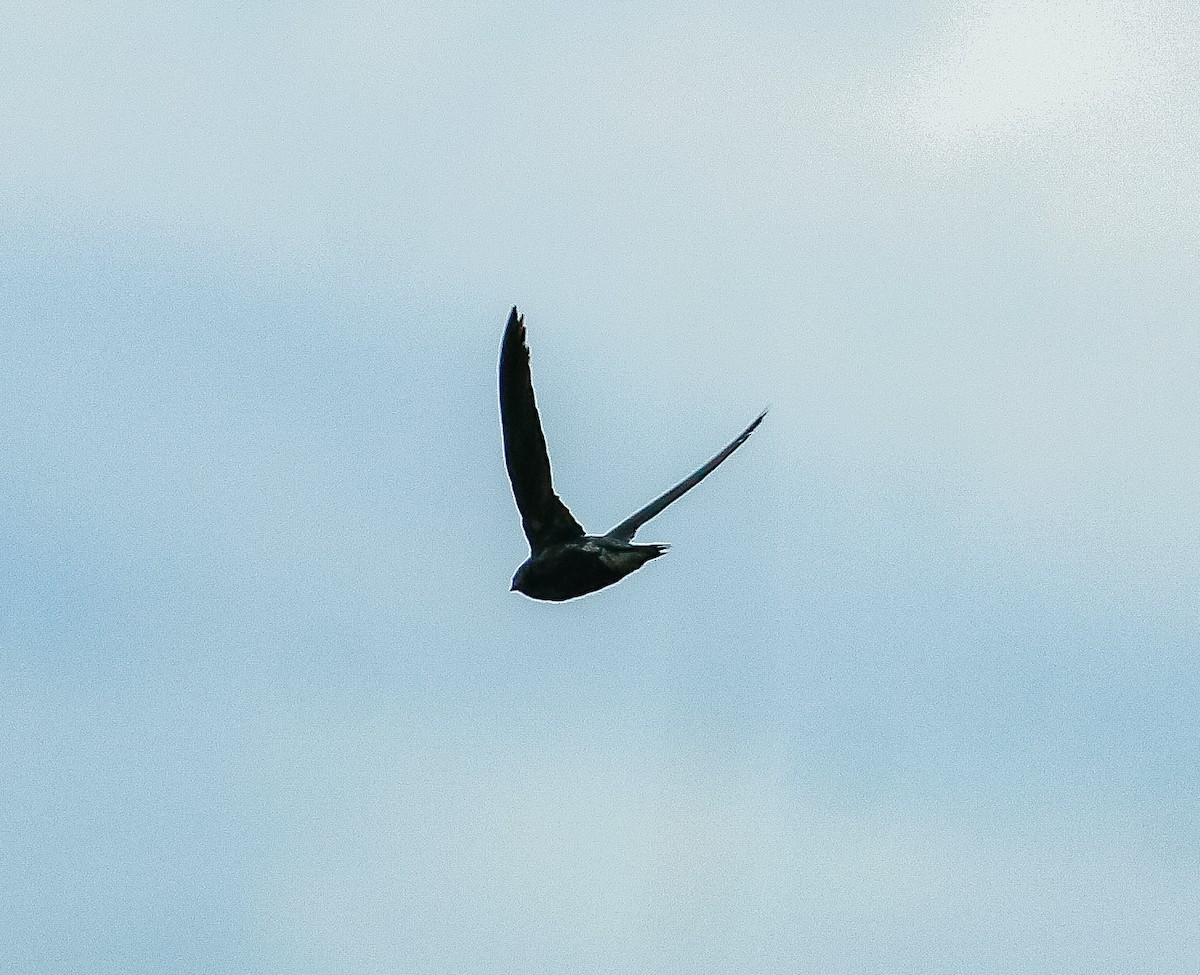 Brown-backed Needletail - ML620056842