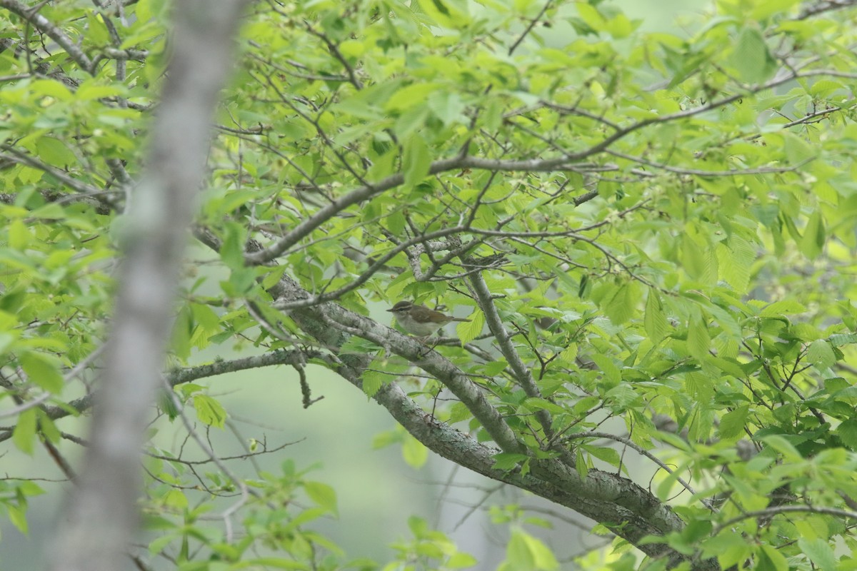 Sakhalin Leaf Warbler - ML620056847