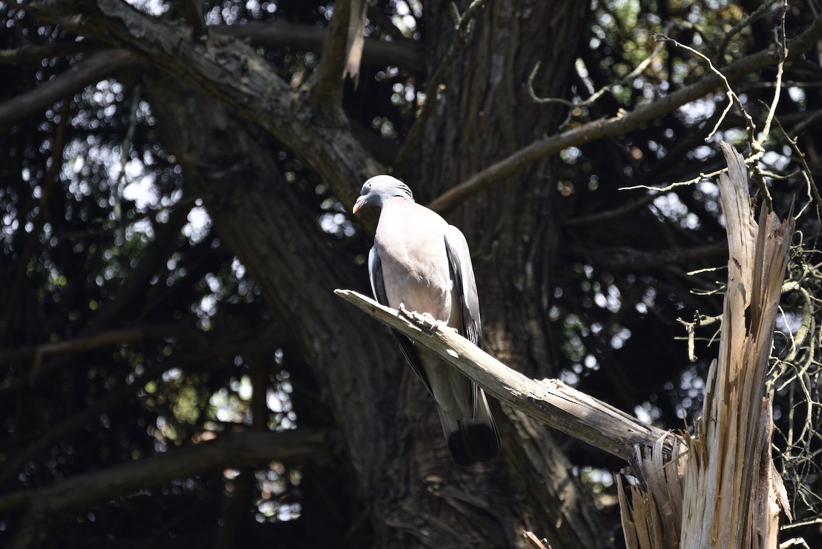 Common Wood-Pigeon - ML620056849