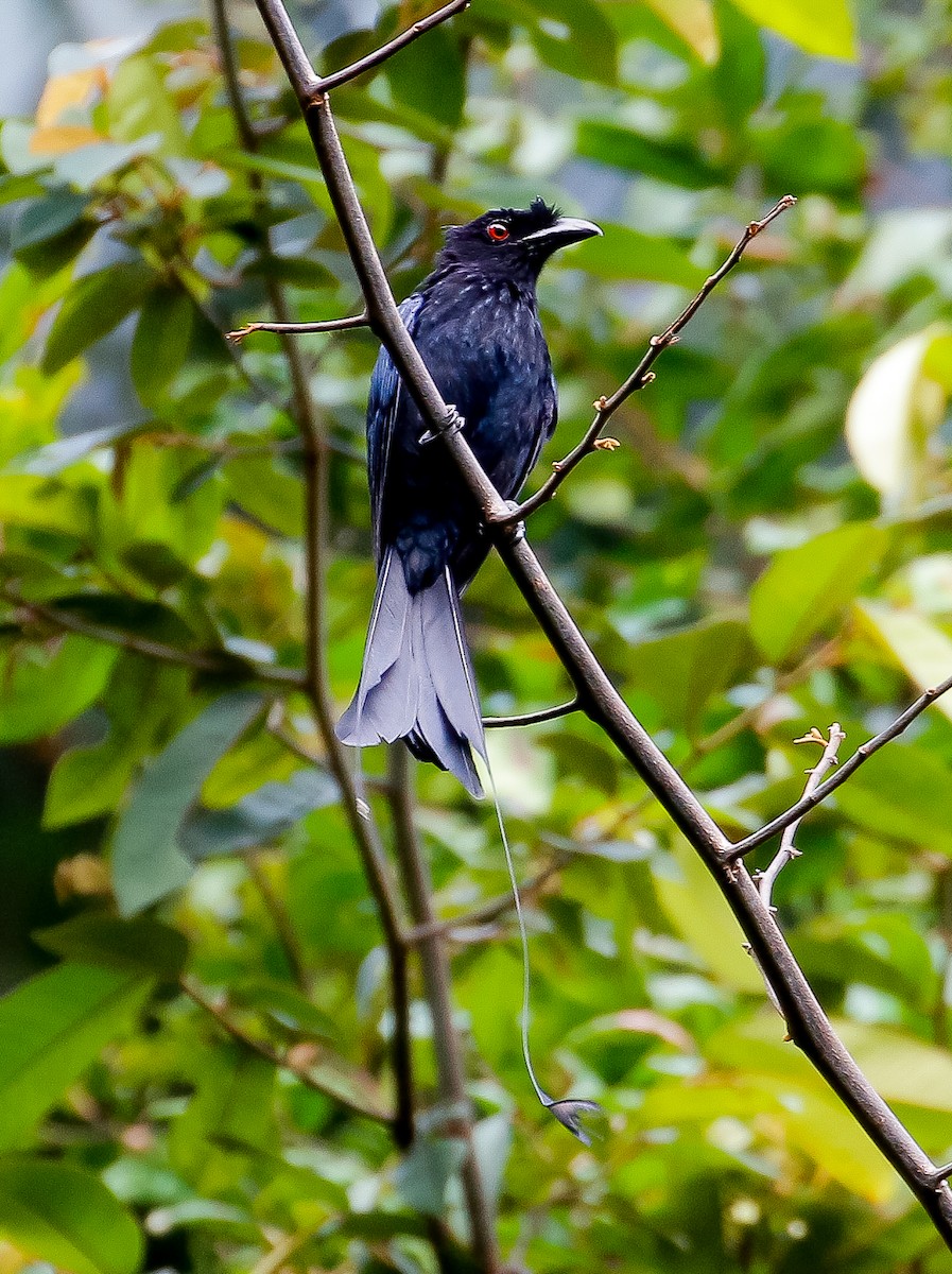 Greater Racket-tailed Drongo - ML620056851