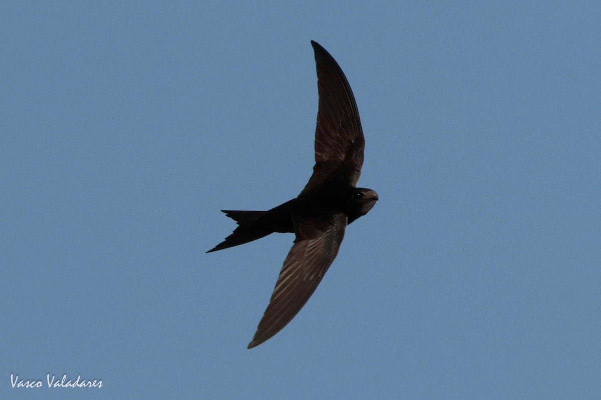 Common Swift - ML620056858