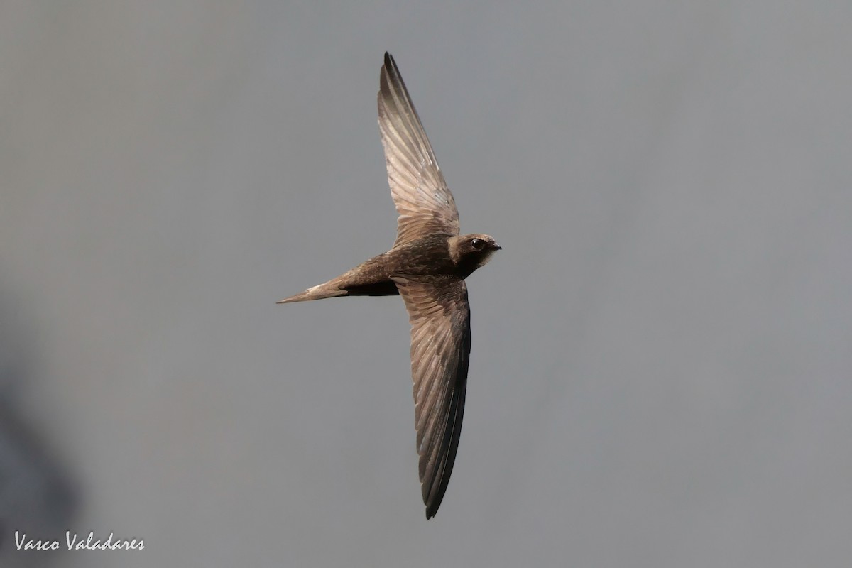 Pallid Swift - ML620056859