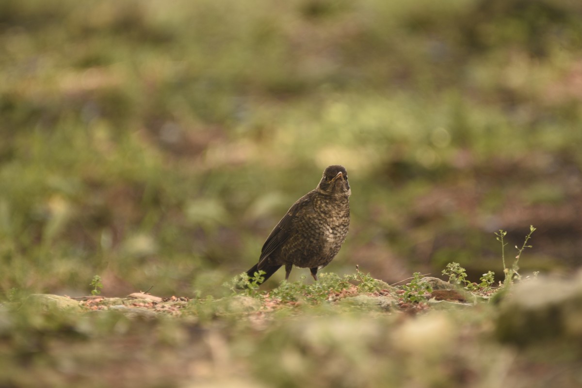 Eurasian Blackbird - ML620056861