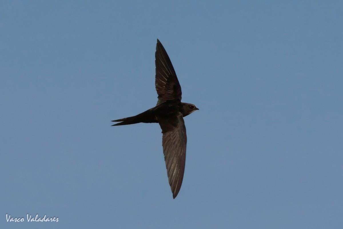 Common Swift - ML620056867