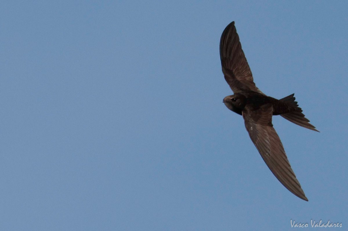 Common Swift - ML620056875