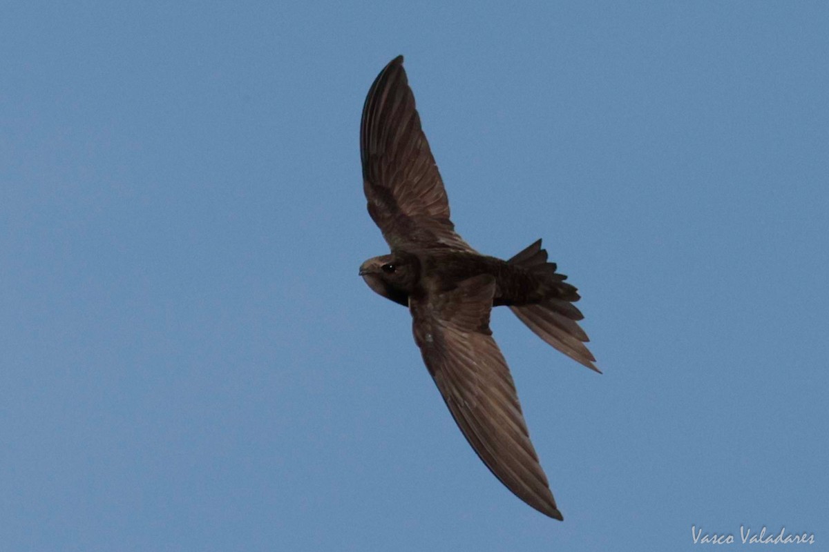 Common Swift - ML620056878