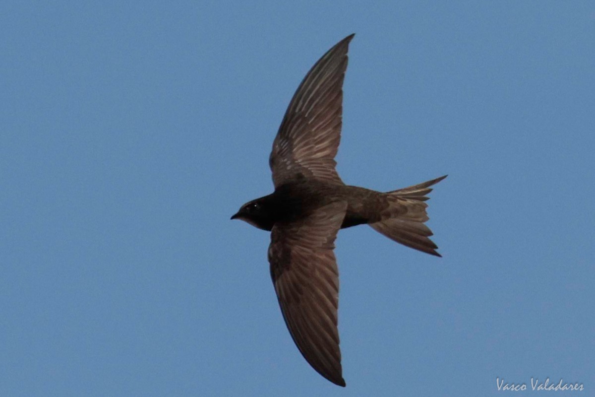 Common Swift - ML620056880