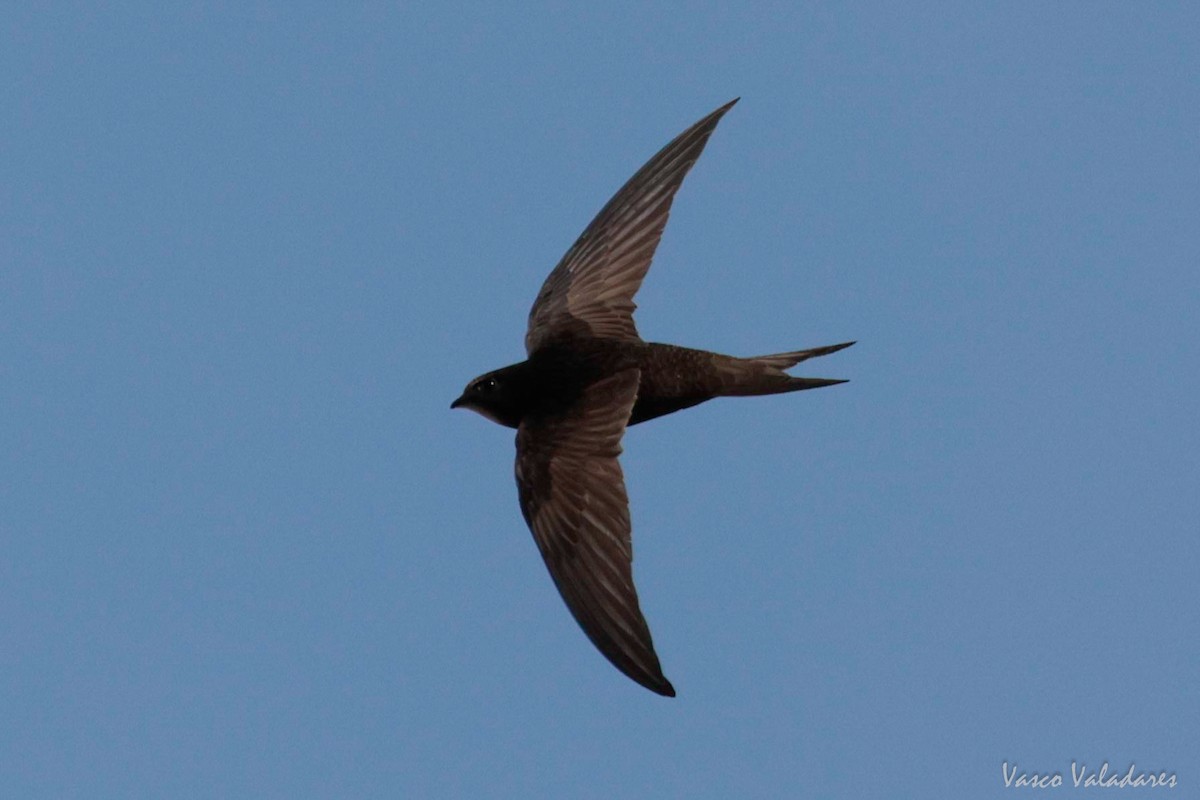 Common Swift - ML620056885