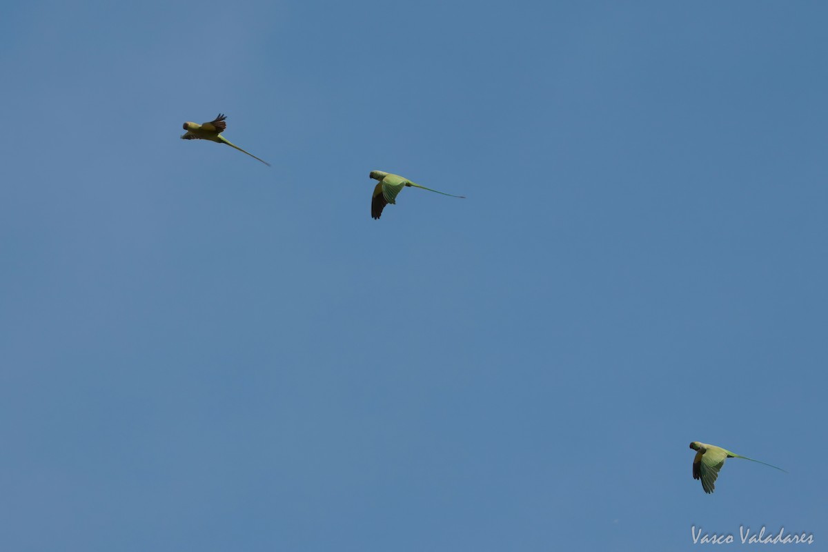 Rose-ringed Parakeet - ML620056887