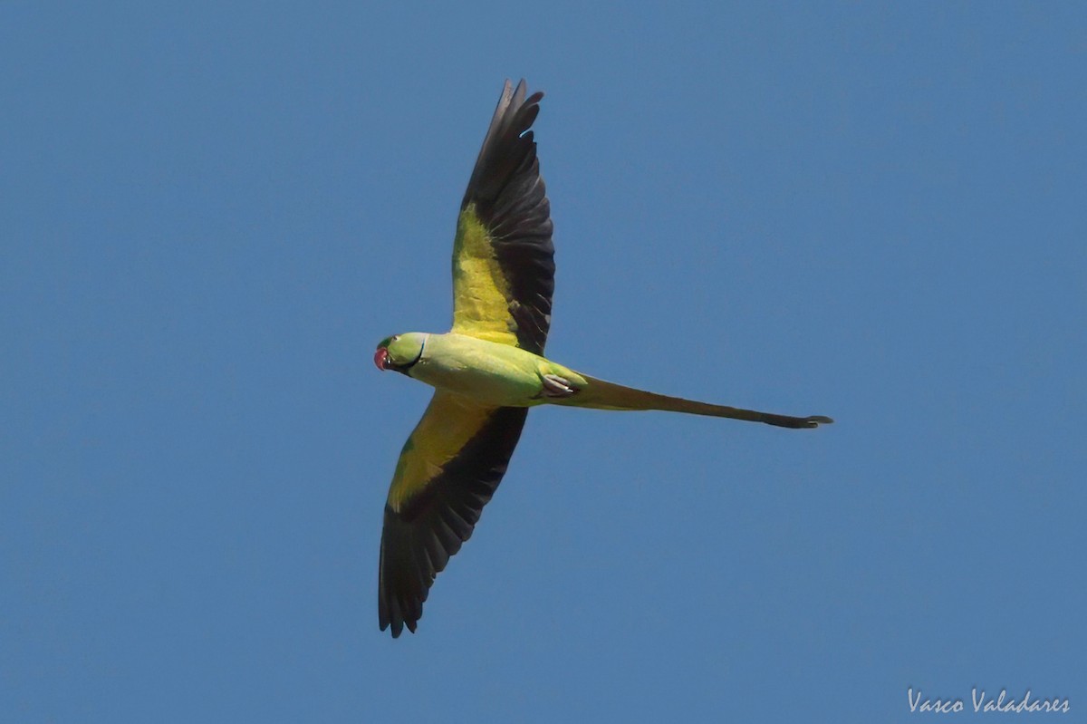 Rose-ringed Parakeet - ML620056891