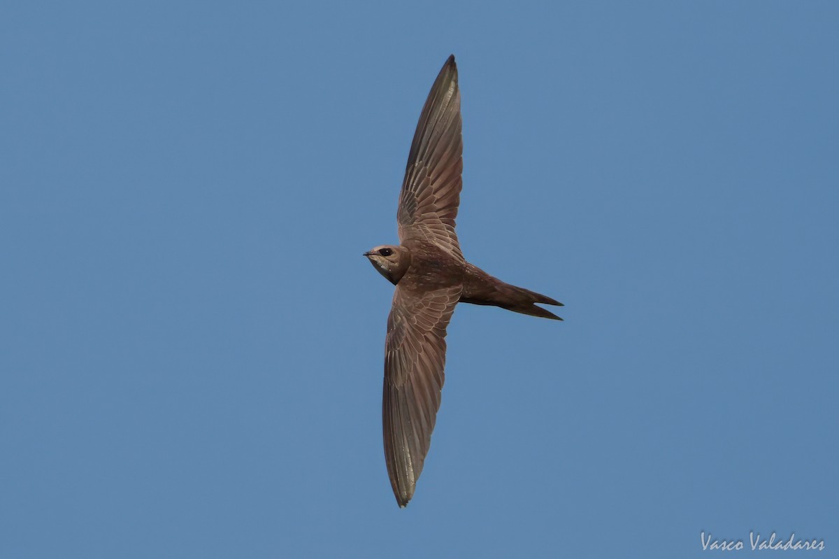 Pallid Swift - ML620056895