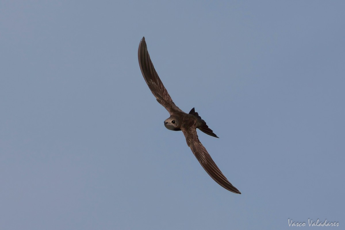 Pallid Swift - ML620056897