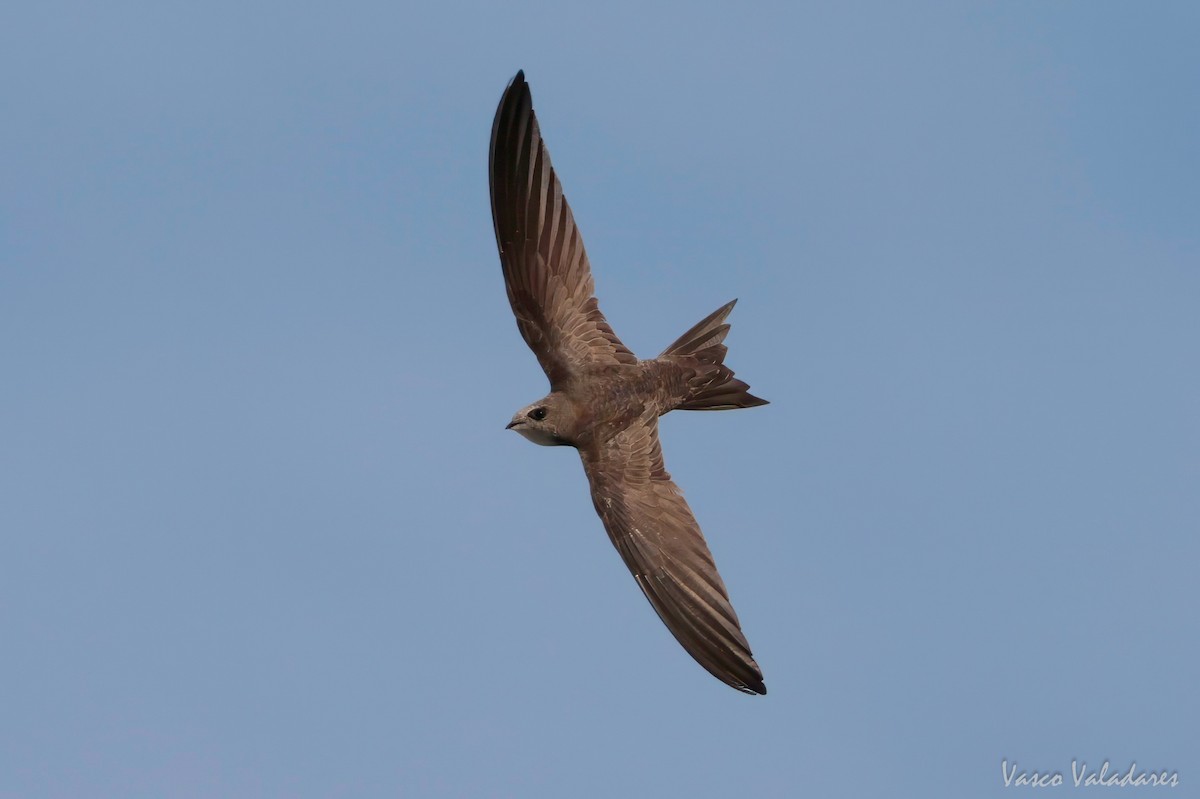 Pallid Swift - ML620056901