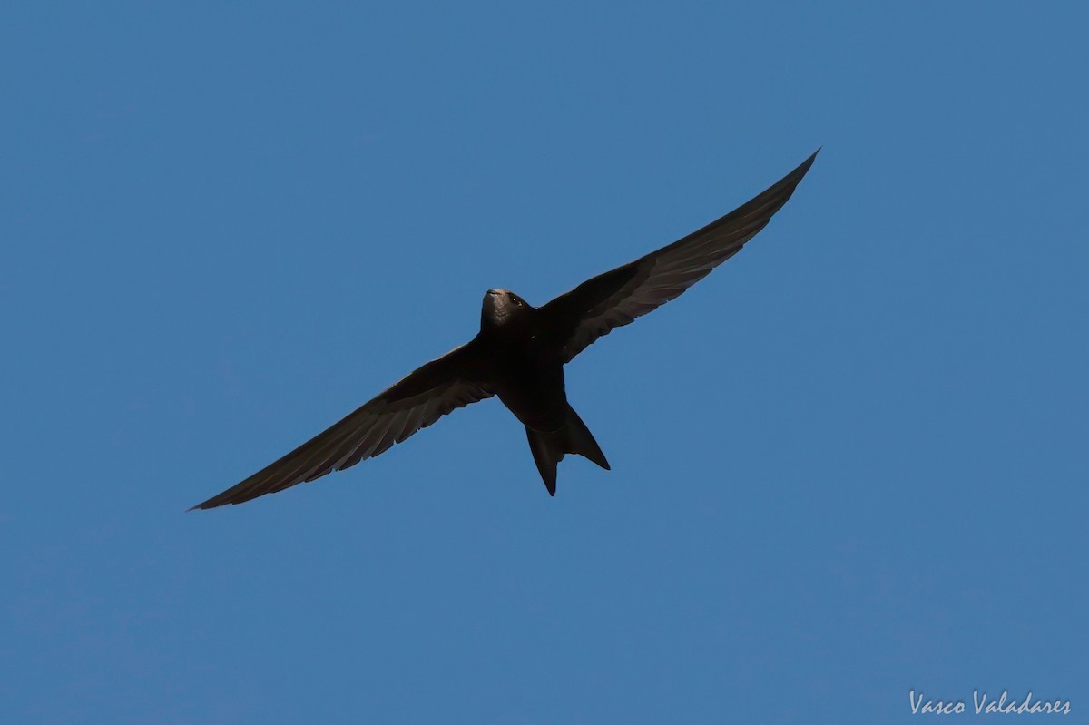 Common Swift - ML620056902