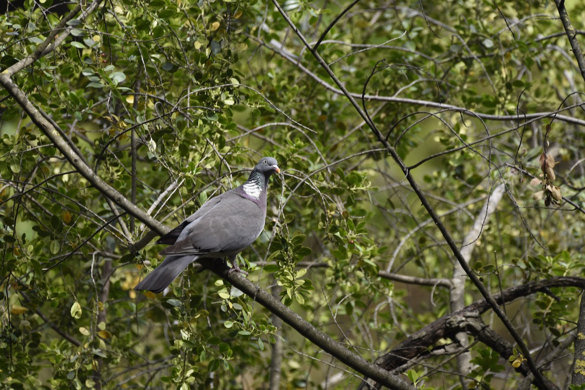 Common Wood-Pigeon - ML620056907