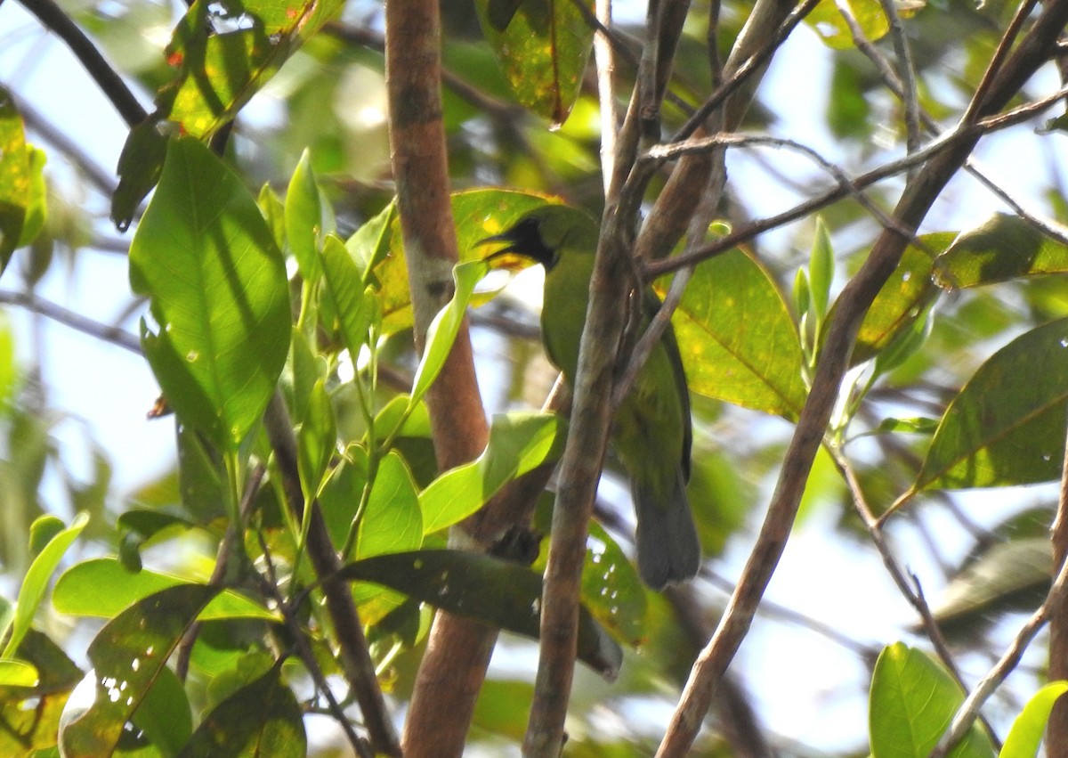 Lesser Green Leafbird - ML620056914