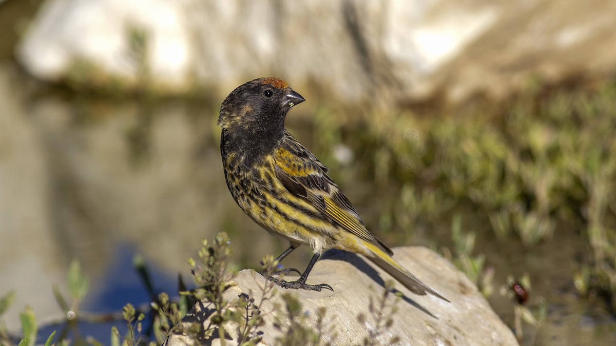 Fire-fronted Serin - ML620056916