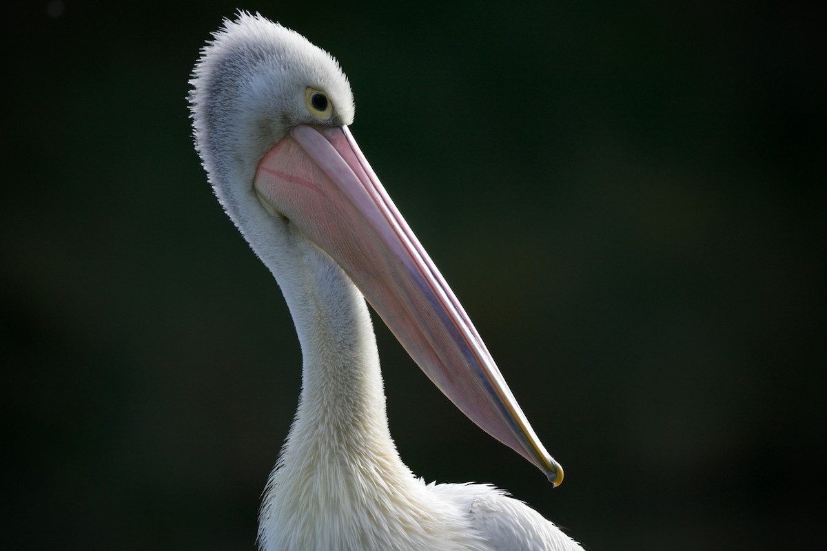 pelikán australský - ML620056918