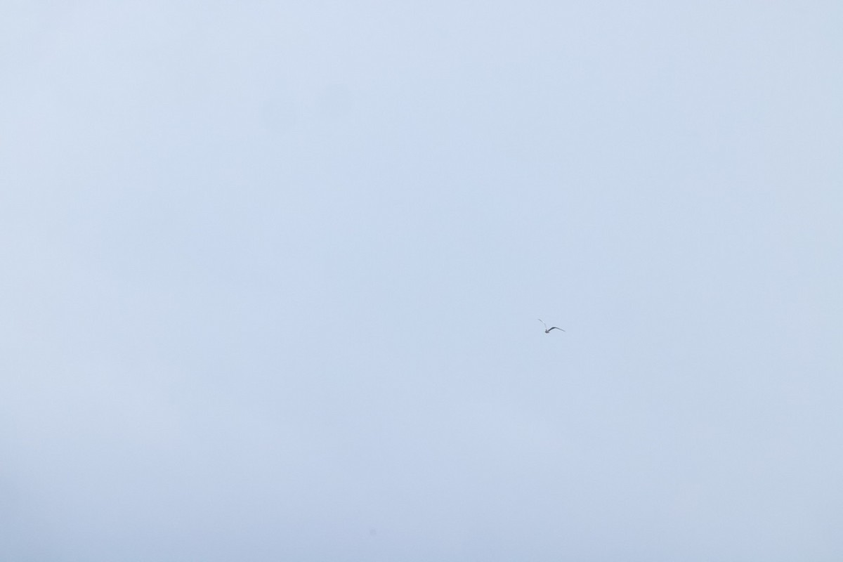 鳳頭燕鷗 - ML620056930