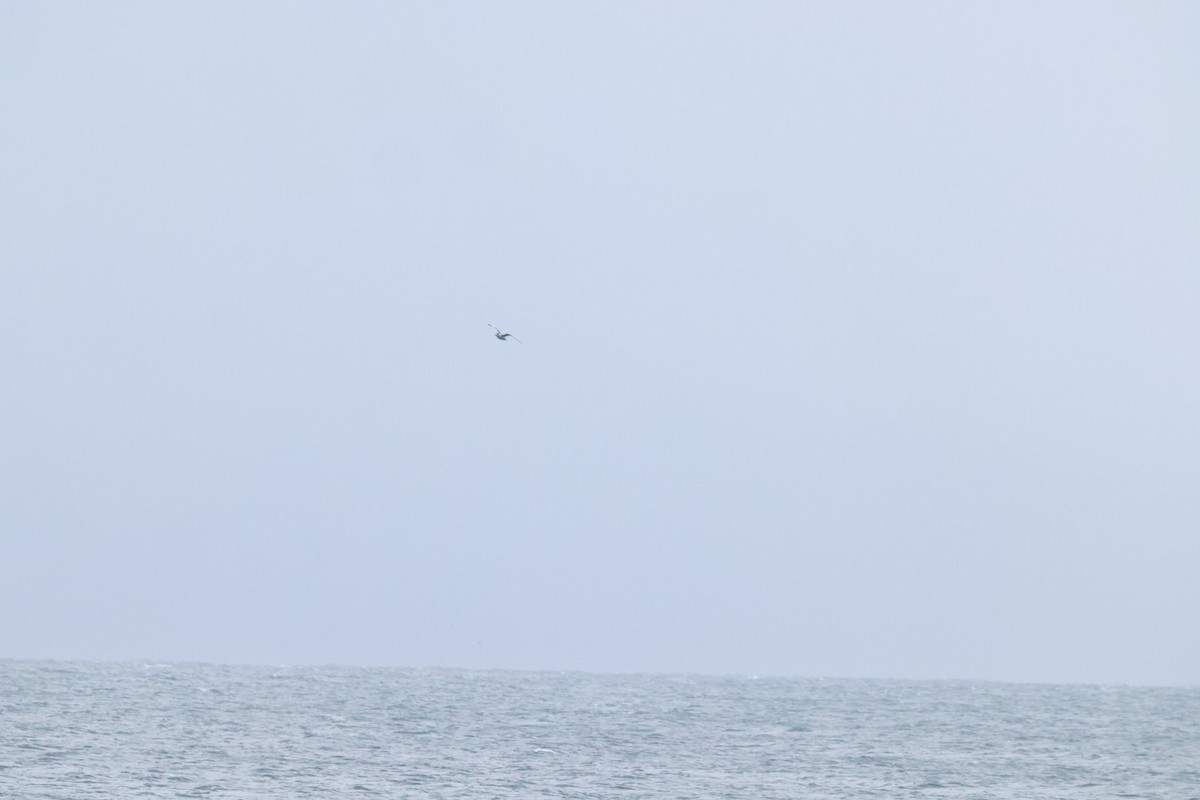 鳳頭燕鷗 - ML620056932