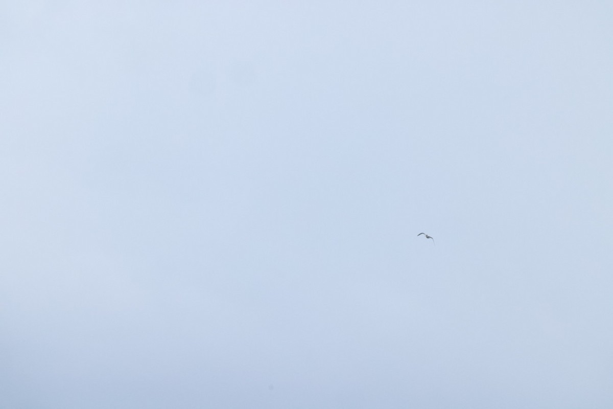 鳳頭燕鷗 - ML620056939