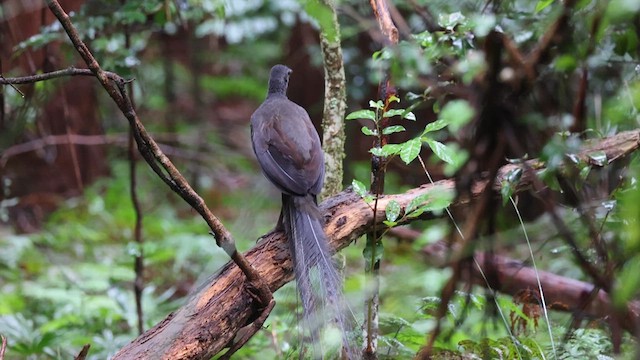 Superb Lyrebird - ML620056966