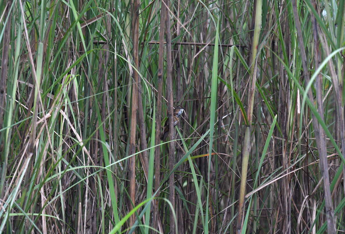 Marsh Babbler - ML620056976