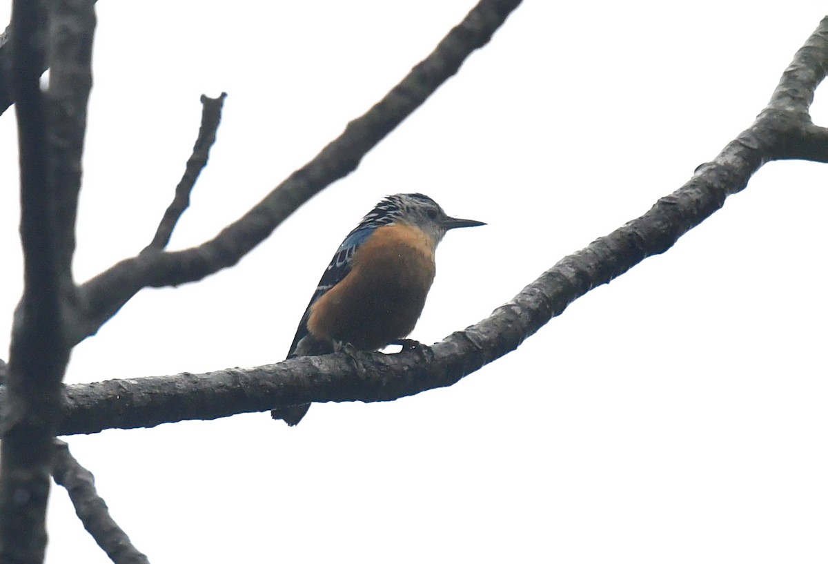 Beautiful Nuthatch - ML620056985