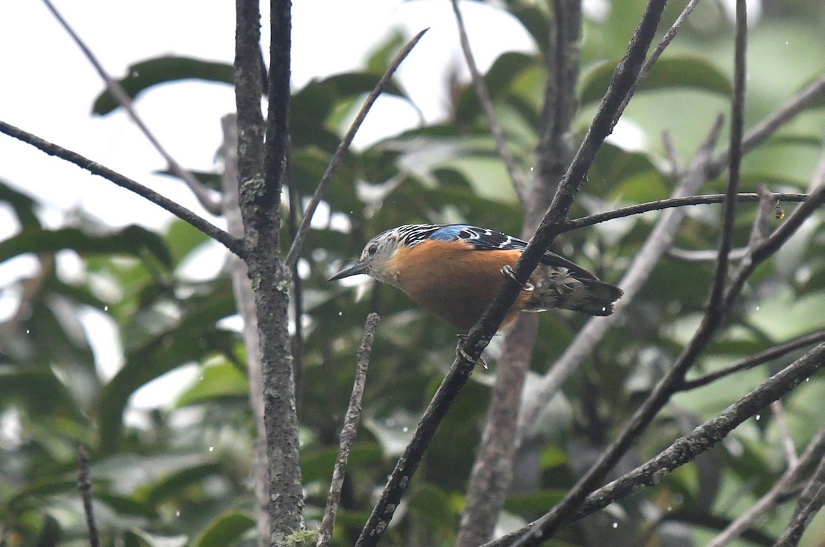 Beautiful Nuthatch - ML620056986