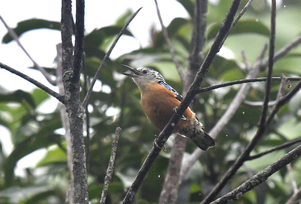 Beautiful Nuthatch - ML620056987