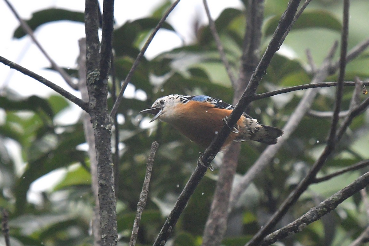 Beautiful Nuthatch - ML620056989