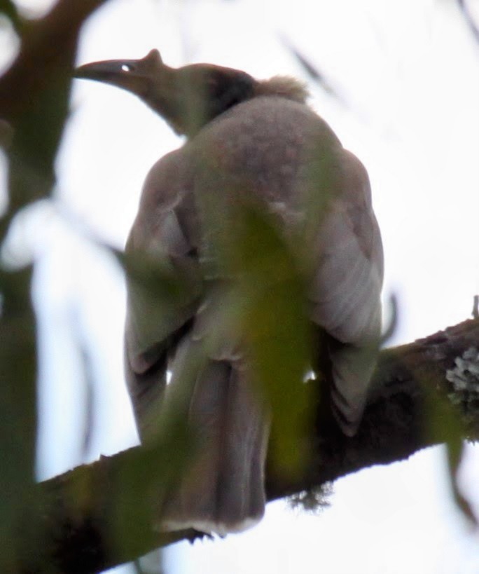 Noisy Friarbird - ML620057001