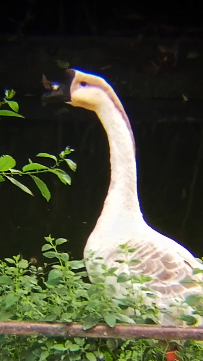 Swan Goose (Domestic type) - ML620057010