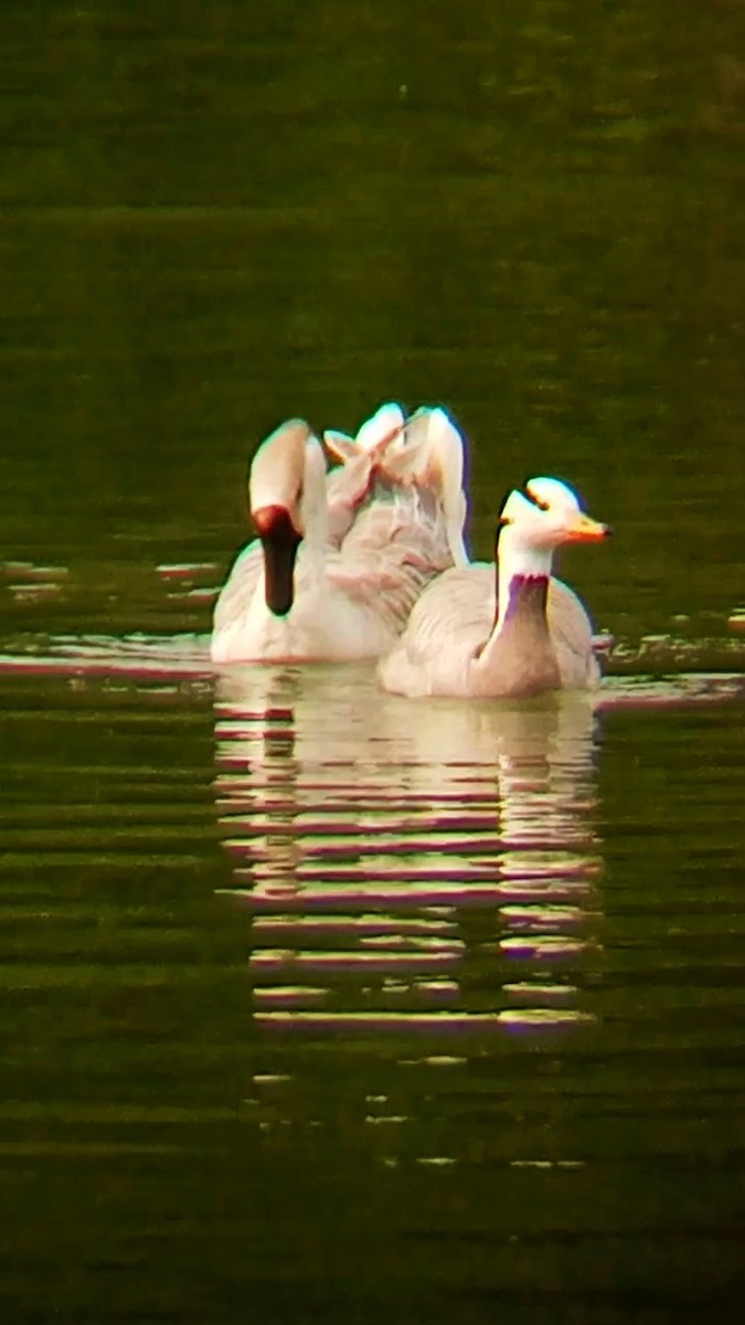Swan Goose (Domestic type) - ML620057014