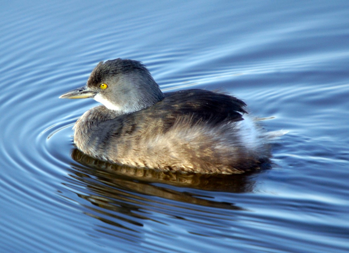 Least Grebe - TONY STEWART