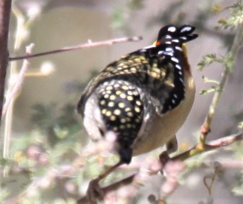 Spotted Pardalote - ML620057019
