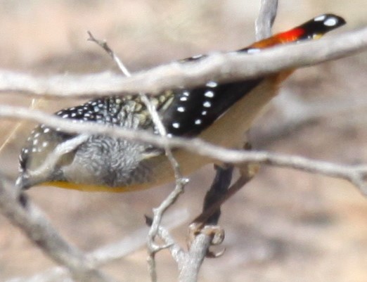 Spotted Pardalote - ML620057020