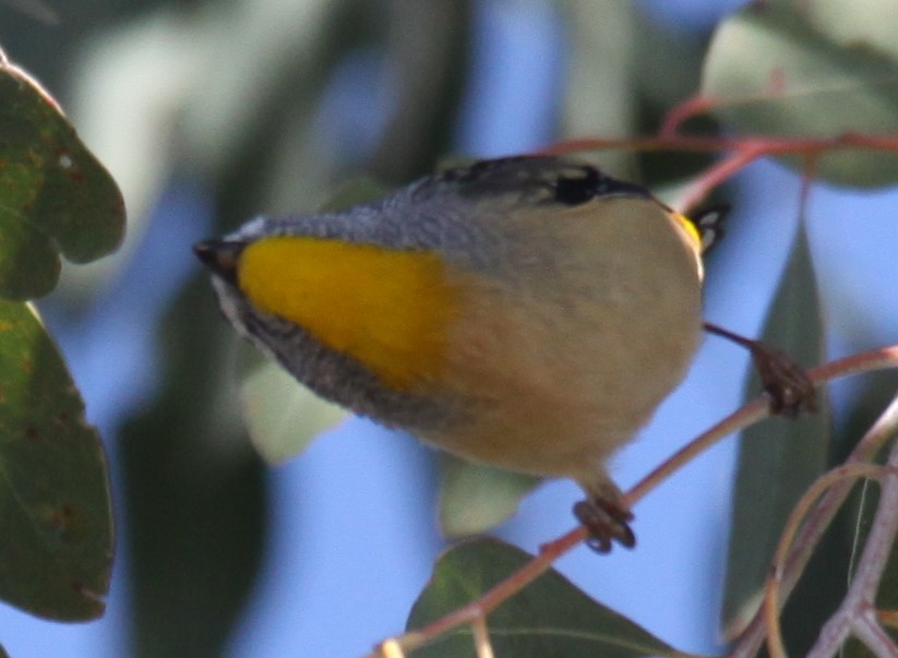 Spotted Pardalote - ML620057021