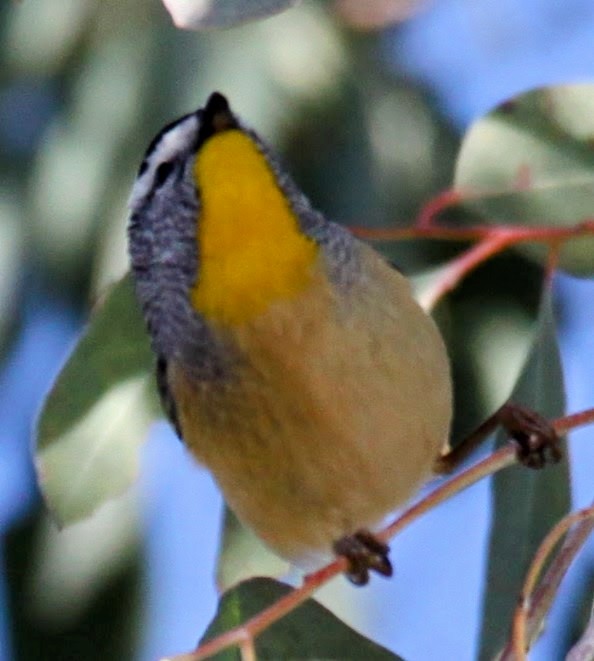Spotted Pardalote - ML620057022
