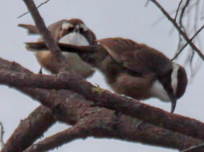 White-browed Babbler - ML620057035