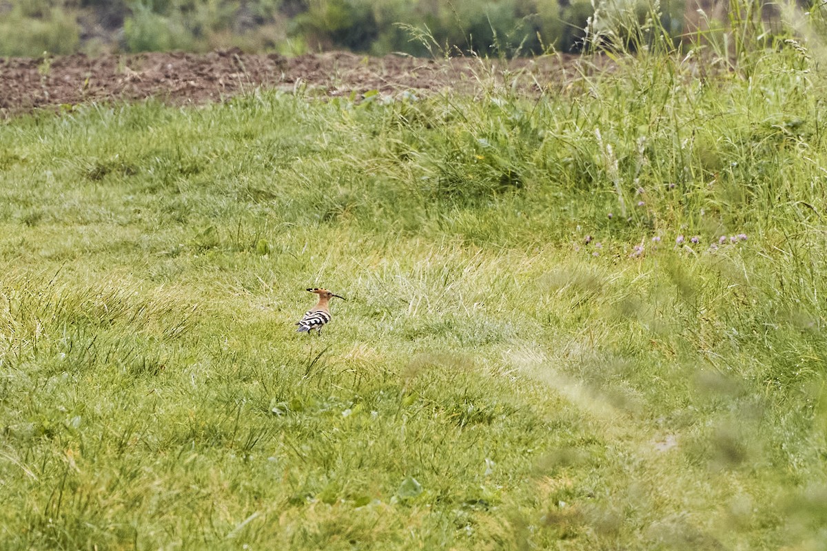 Eurasian Hoopoe - ML620057049