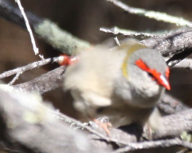 Red-browed Firetail - ML620057050