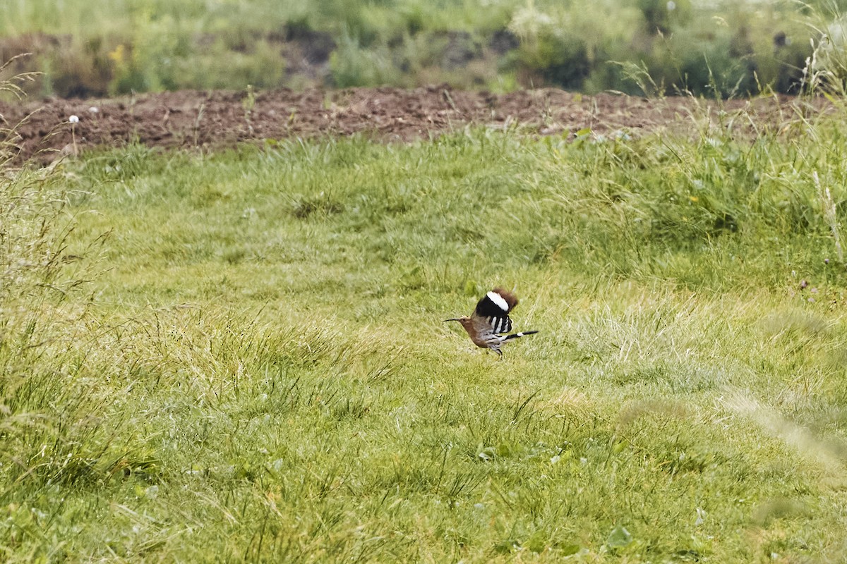 Eurasian Hoopoe - ML620057051