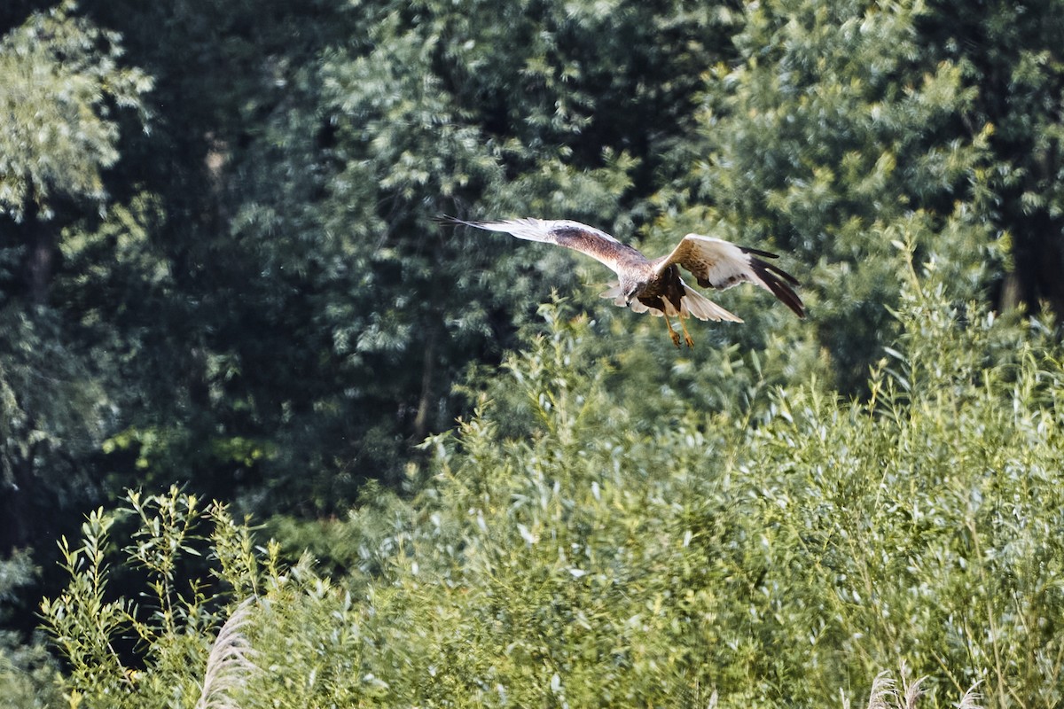 Western Marsh Harrier - ML620057052