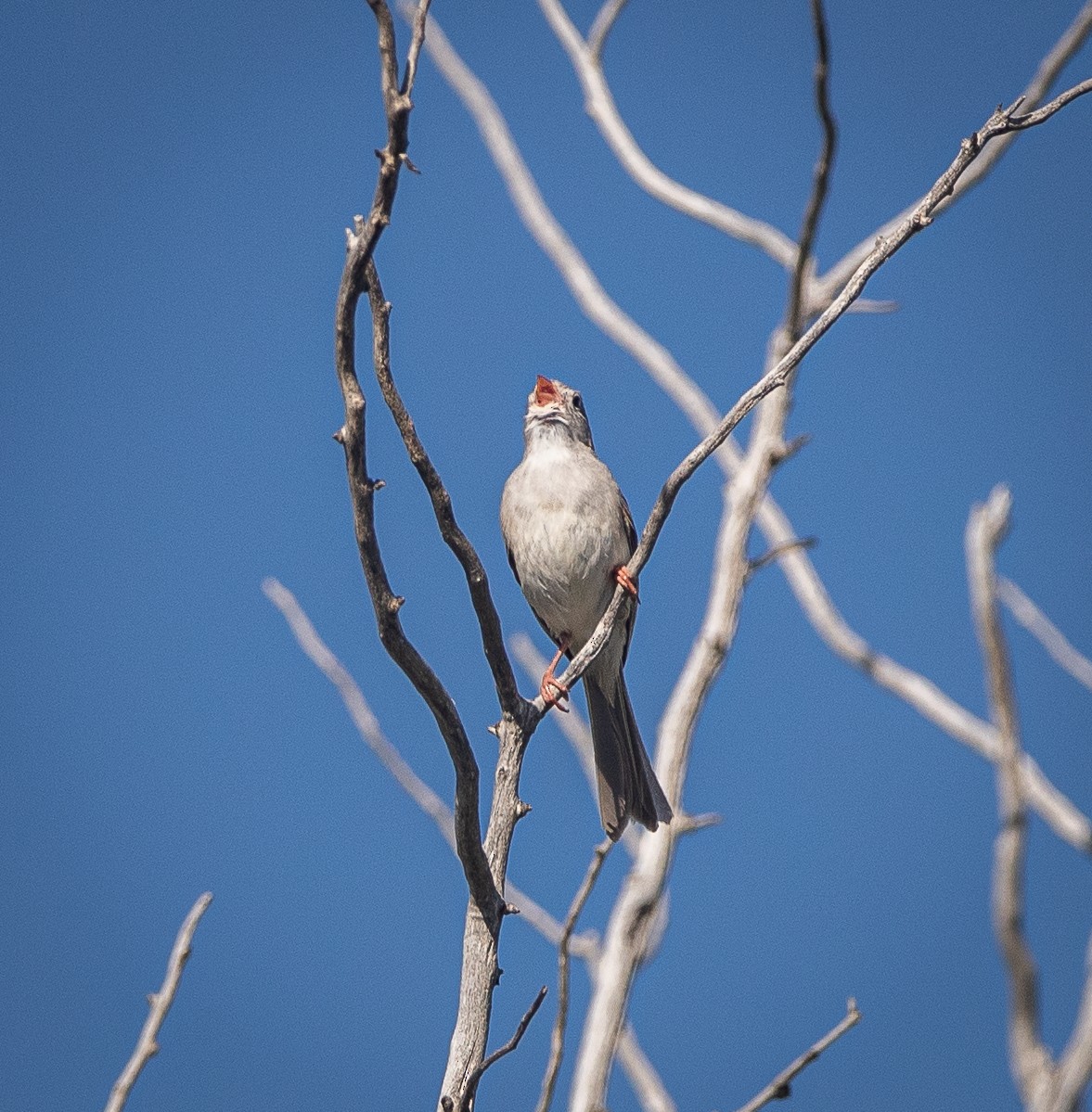 Field Sparrow - ML620057060