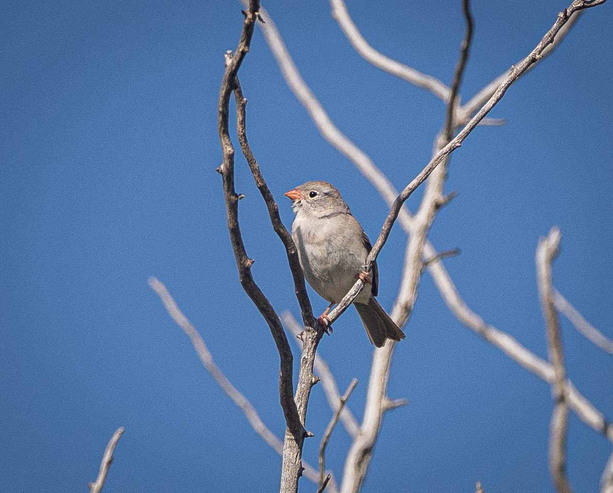 Field Sparrow - ML620057061