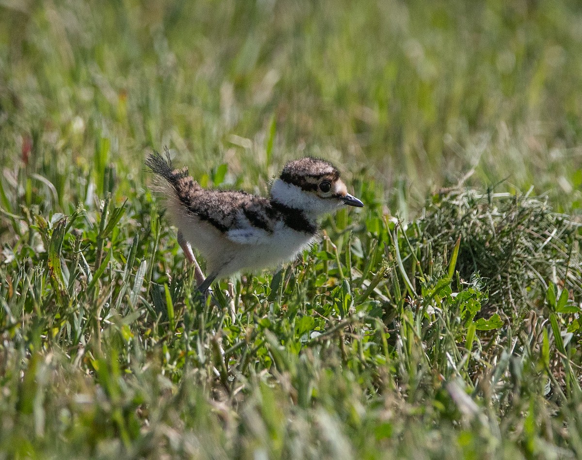 Killdeer - ML620057063